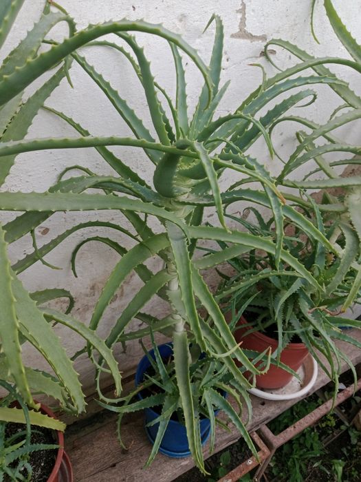 Продам алоэ 3летки