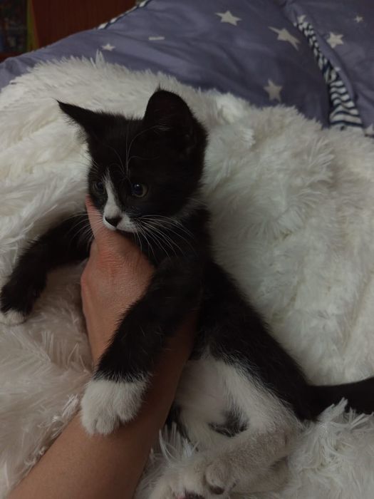 Отдам котенка . Бесплатно.