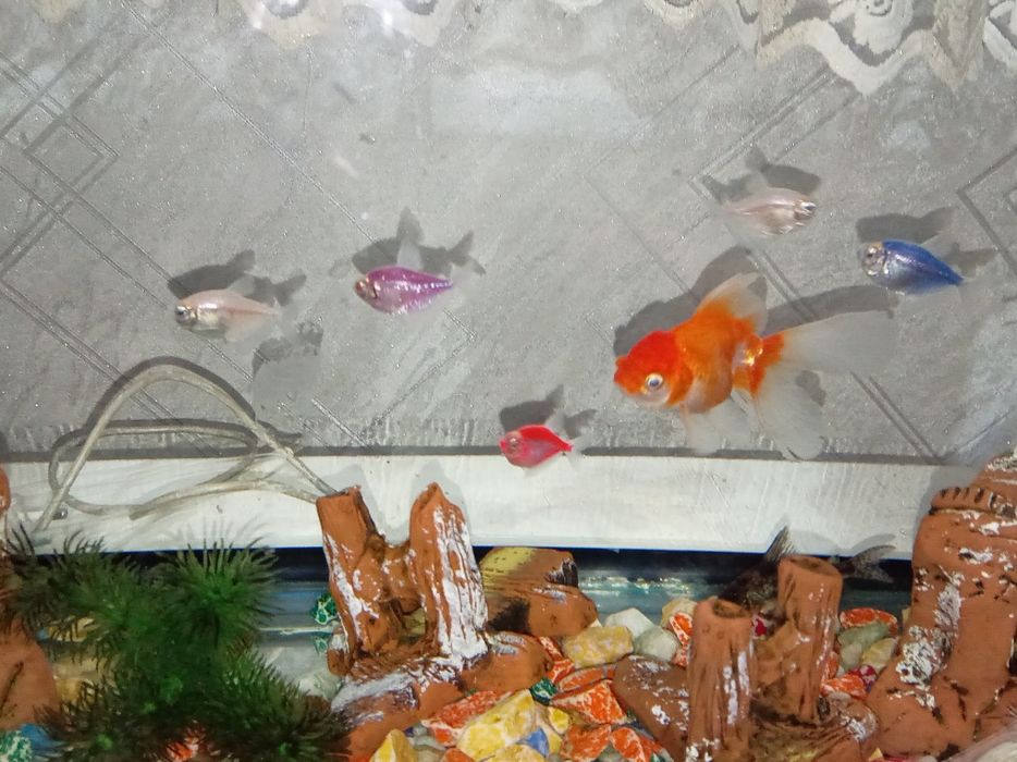 Akvarum baliqlari bilan sotiladi 11 ta baliq liq