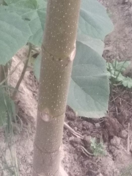 2 йиллик фте павловния кучатлар сотилади