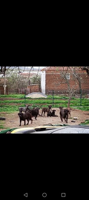 Кане корсо малки