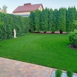 продам рулонные газоны