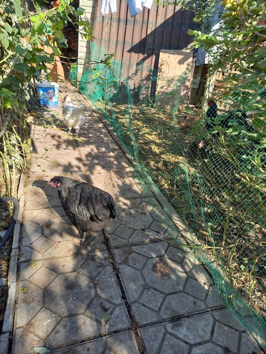 Продам сетку для ограждения