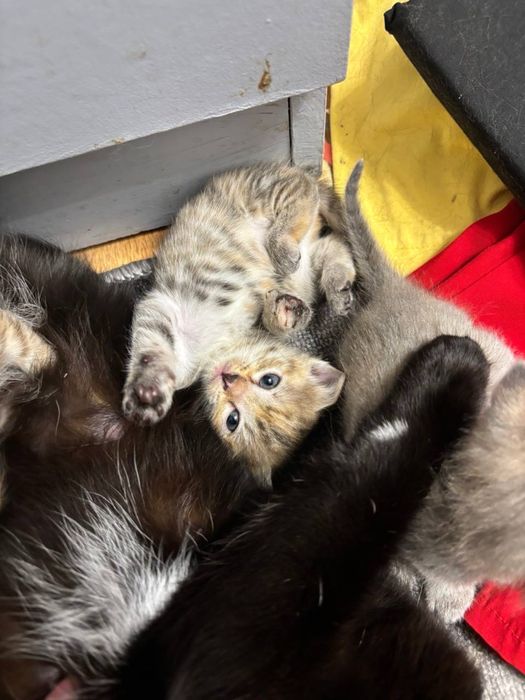 отдам котят в добрые руки