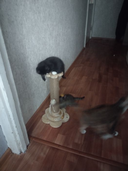 Отдам в добрые руки