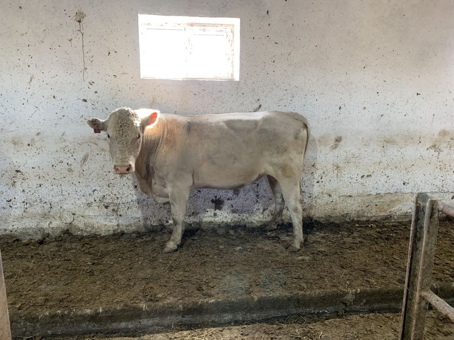 Продам быка Аулекол
