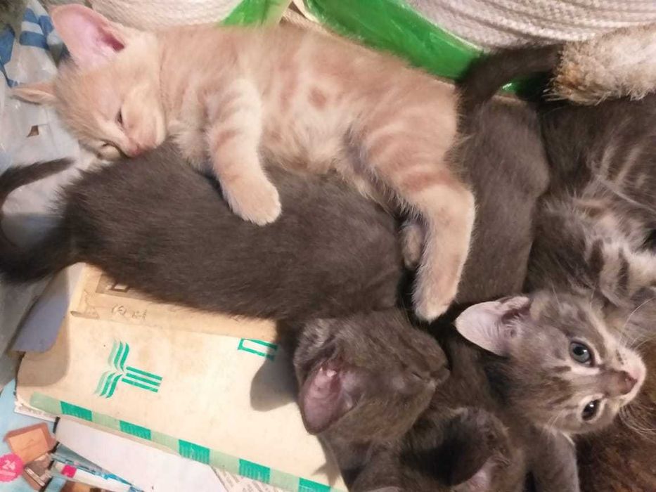 Лучшие котята Долгой деревни