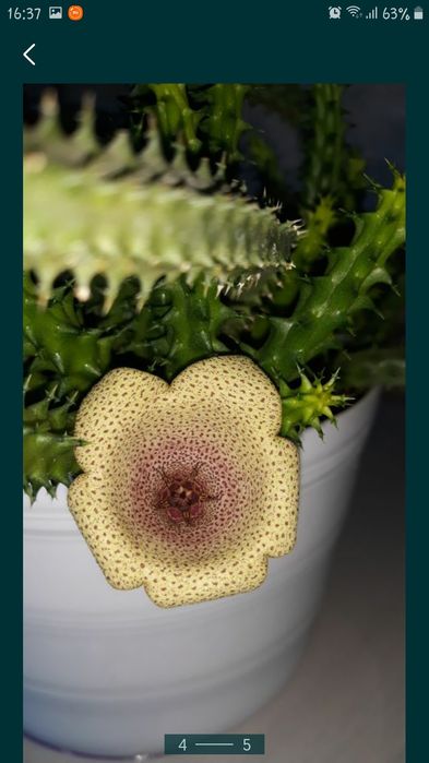 Стапелии,Гуэрнии.