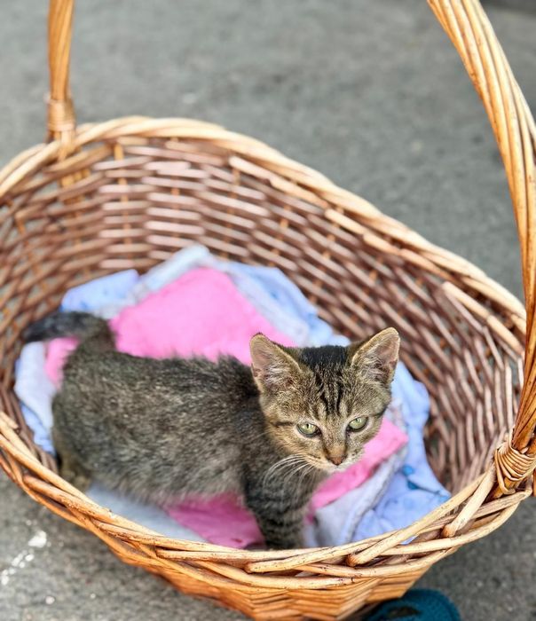 Отдам котят в добрые руки
