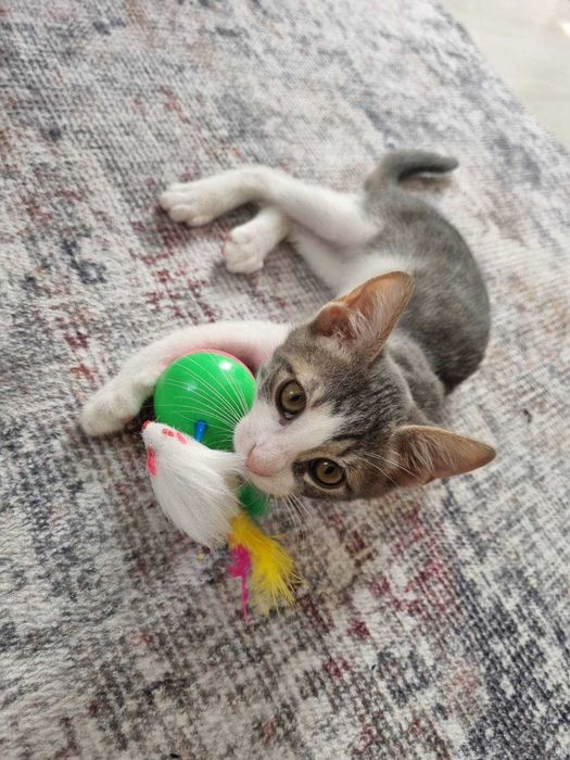 Търси се дом за млад и енергичен котарак