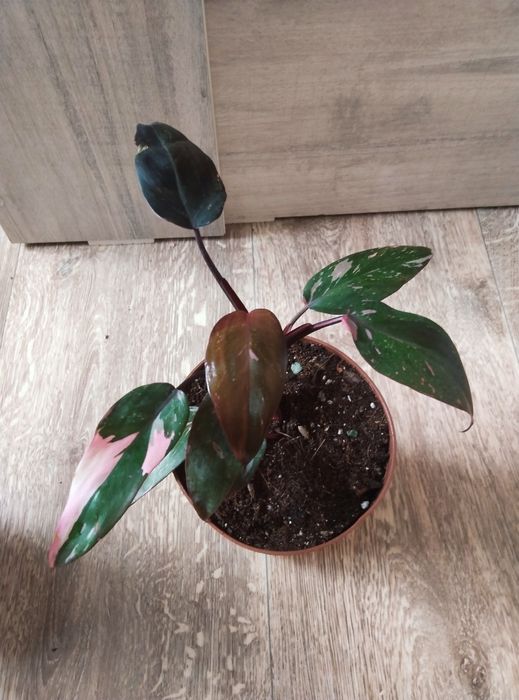 Комнатные растения