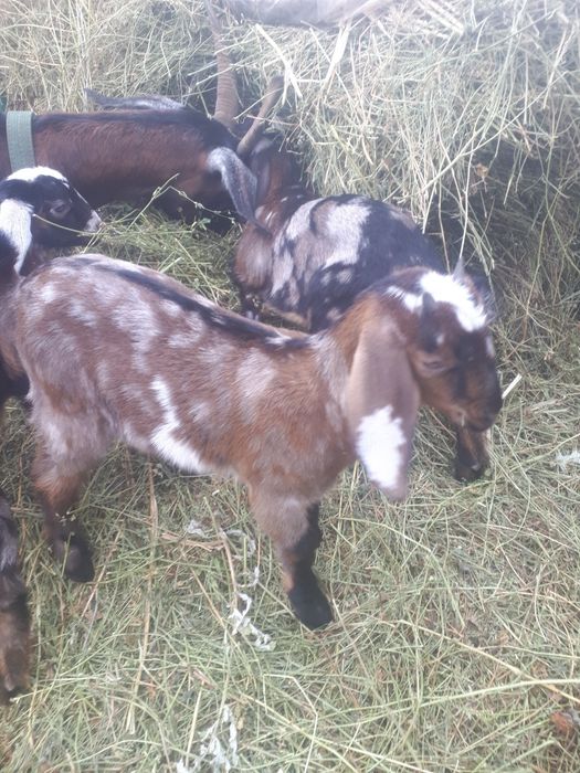 Козлята  Анло нубийские.