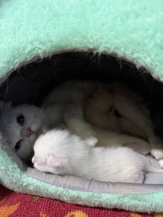 Продается Кошка с котятами
