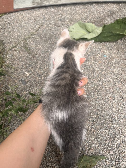 Отдам котят в добрые руки