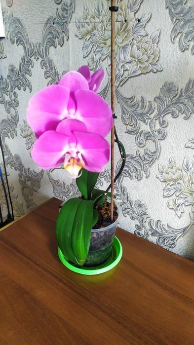 Орхидея  (фаленопсис ).