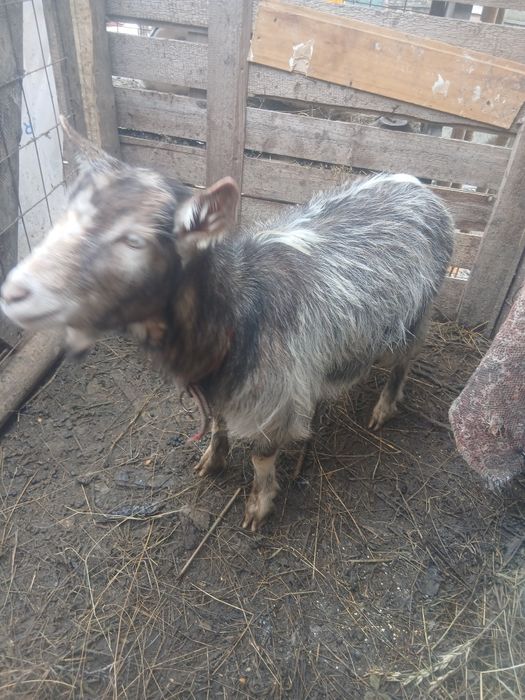 Vând iadă de anul trecut