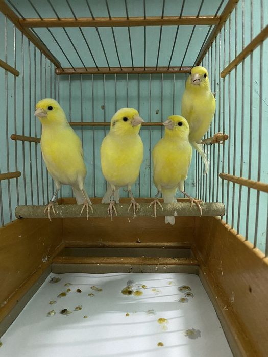 Канарейкалар бар