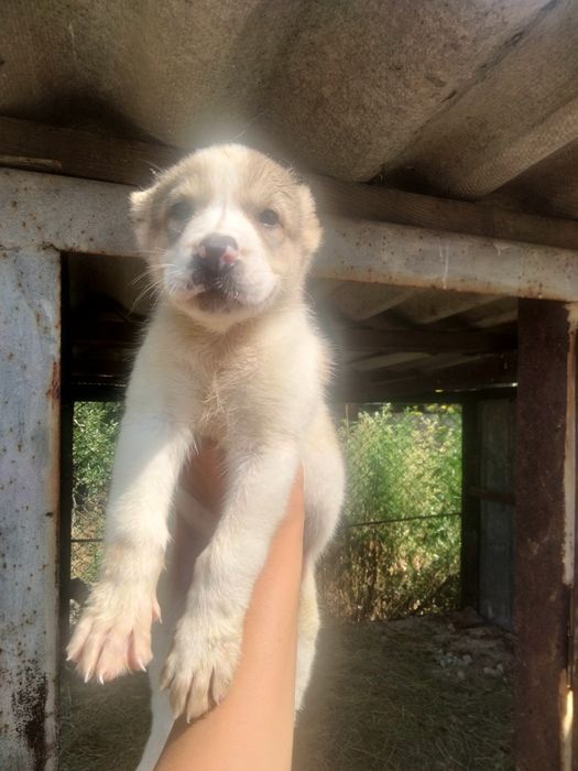 Алабай САО от 50000