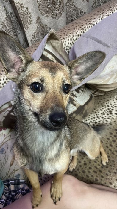 Найдена собака, ищем новых хозяев