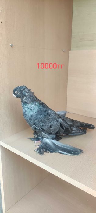 Голуби разные    ..   .