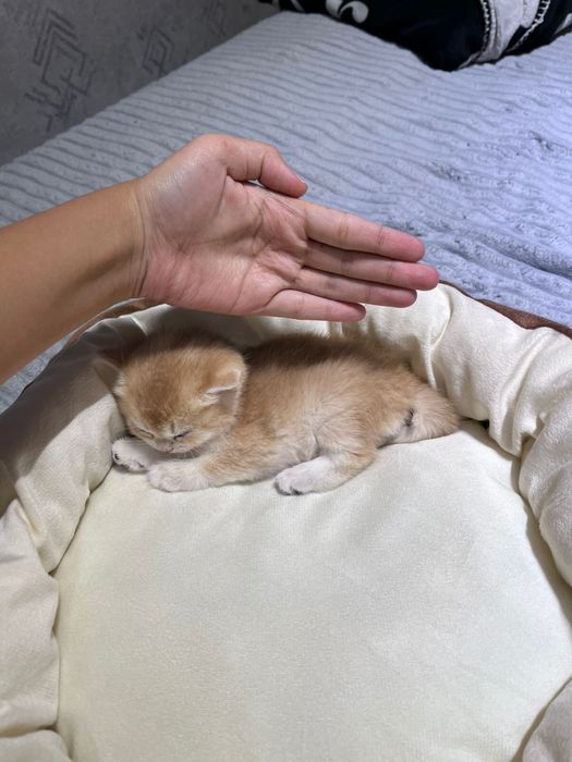 Котенка породистого прадам