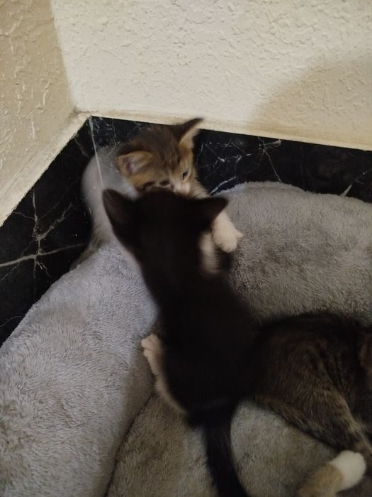 Котята БЕСПЛАТНО в добрые руки