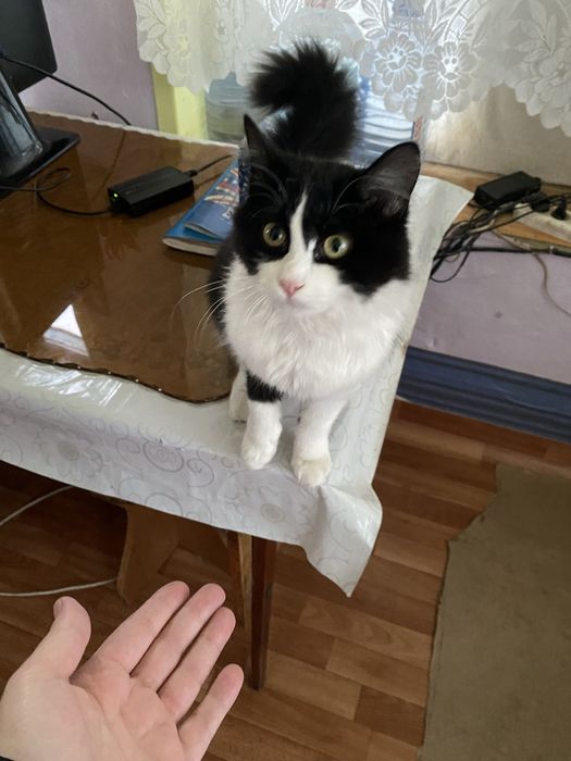 Отдам в добрые руки