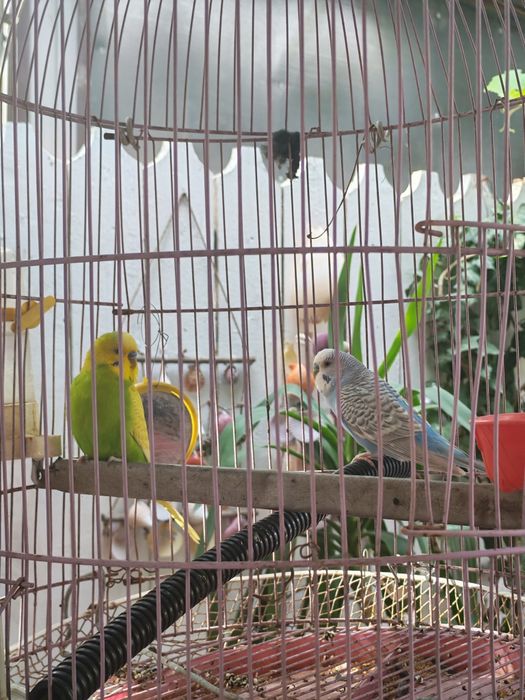 Doi perusi si cusca