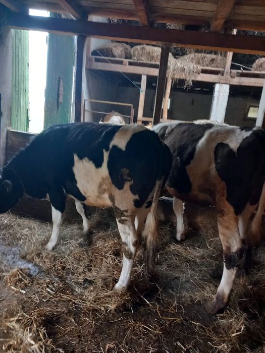 Doua giurinci de vanzare