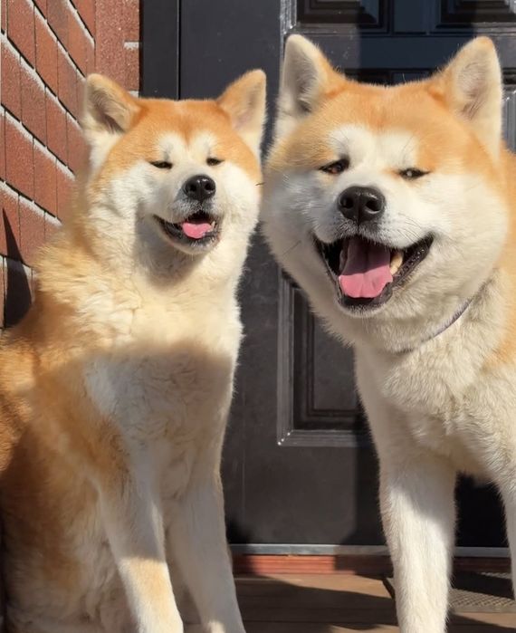 Щенок Акиты -ину девочка