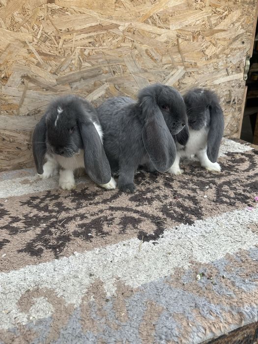 Iepuri berbec german