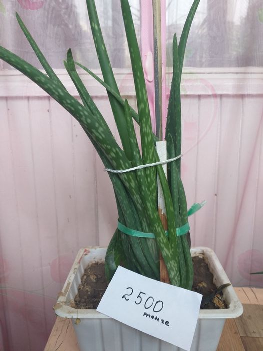 Алоэ вера лечебный