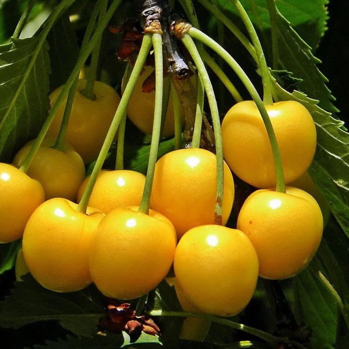 Pomi fructiferi columnari