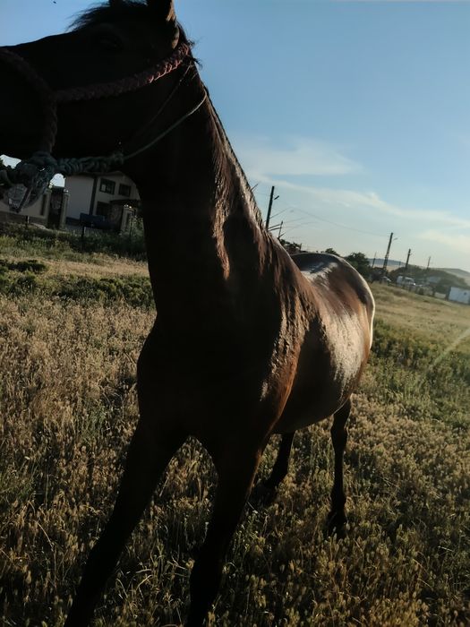 Vând iapă la orice probă