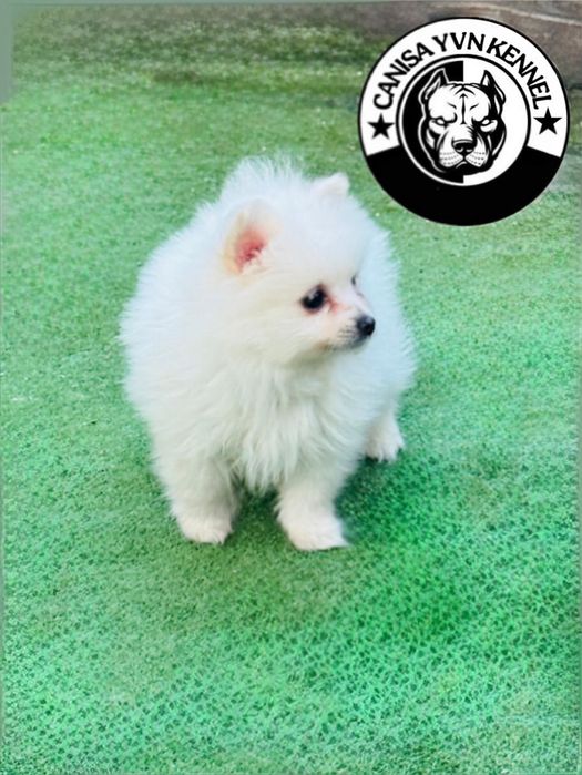 Mascul pomeranian miny cu pedegree