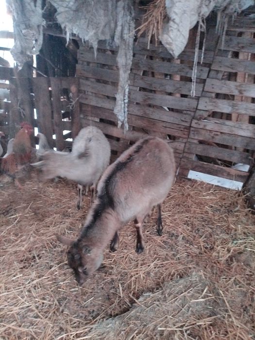 Продам коз дойных