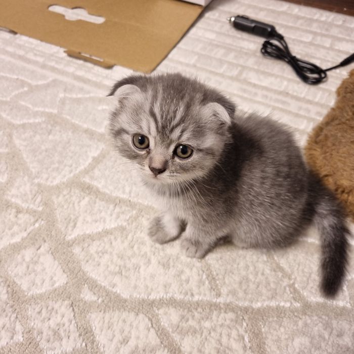 Котята британские