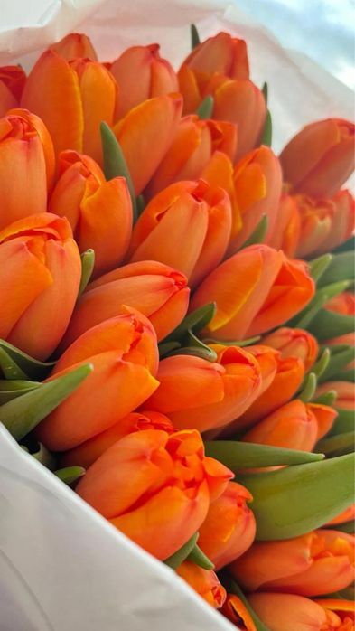 Тюльпаны к 8 марта