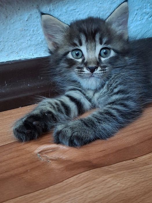Котята 1 месяц, два мальчика и девочка