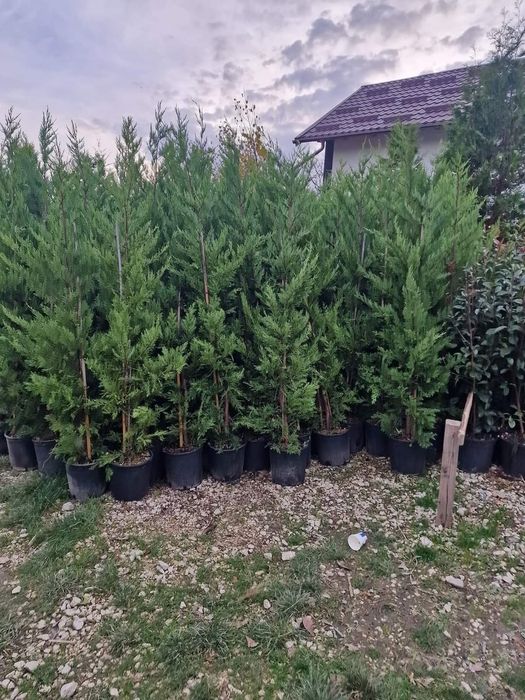 Tuia leylandii inaltime 1.50m 1.80m 2m 2.50m 3m 3.50m