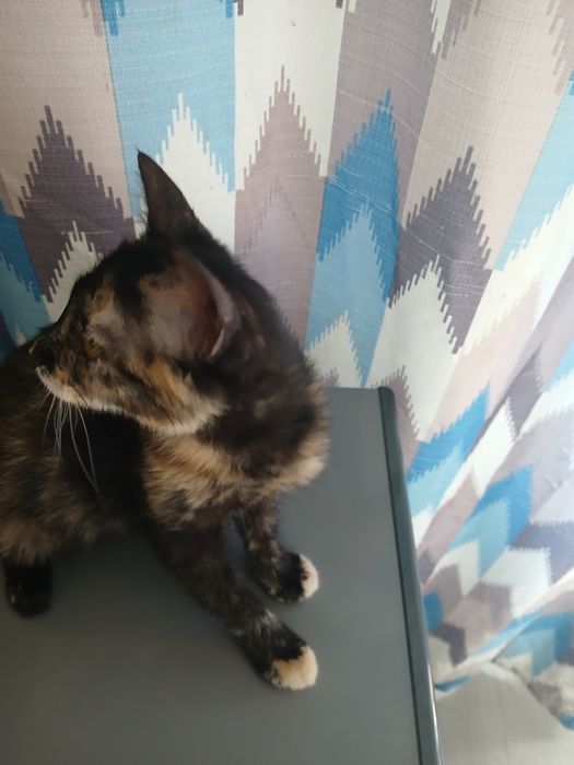 Котенок в добрые руки