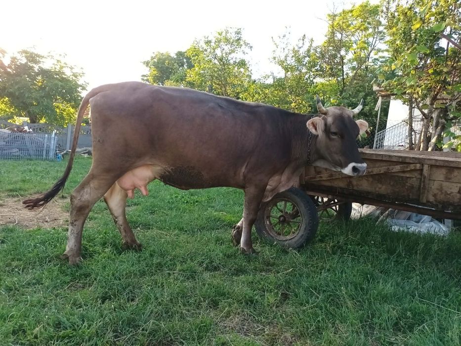2 vaci baltate de 4 ani si una bruna de Maramures de 3 ani