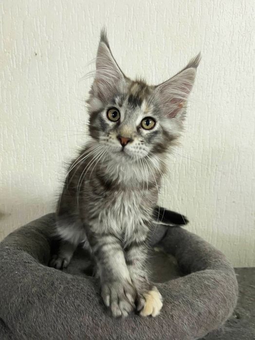 Maine Coon cu părinții campion.