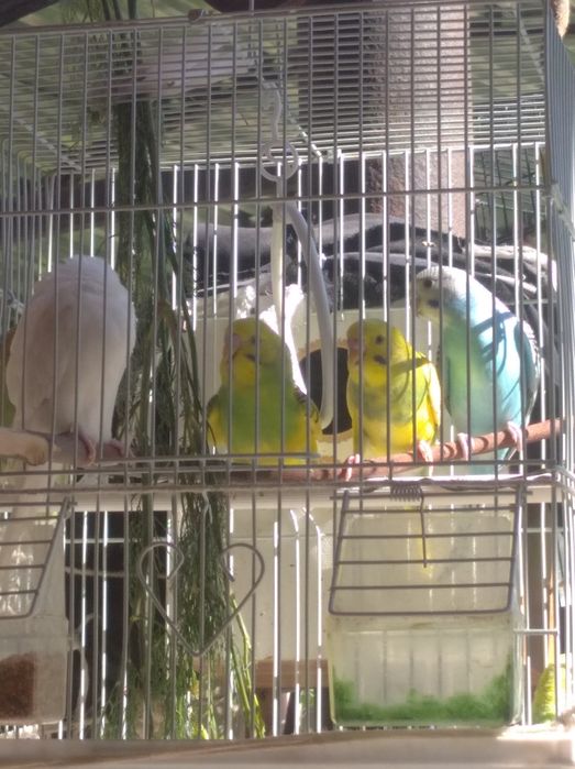 Tõtiqushlar sotiladi