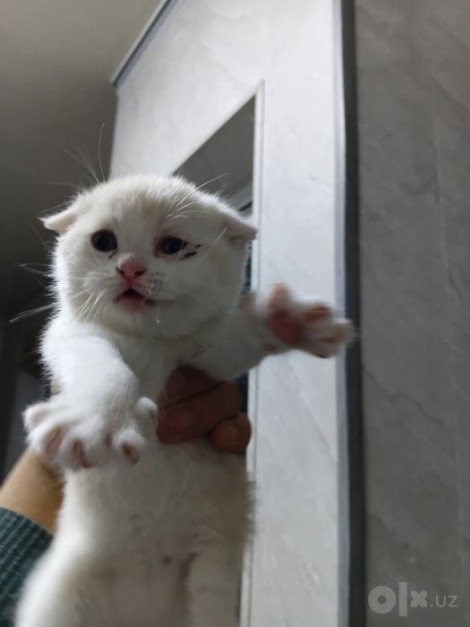 Котенок scotish fold