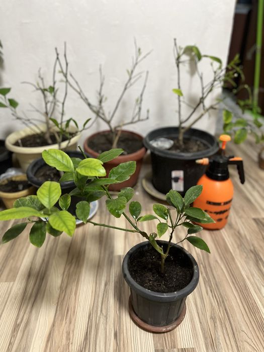 Продам лимон мейра