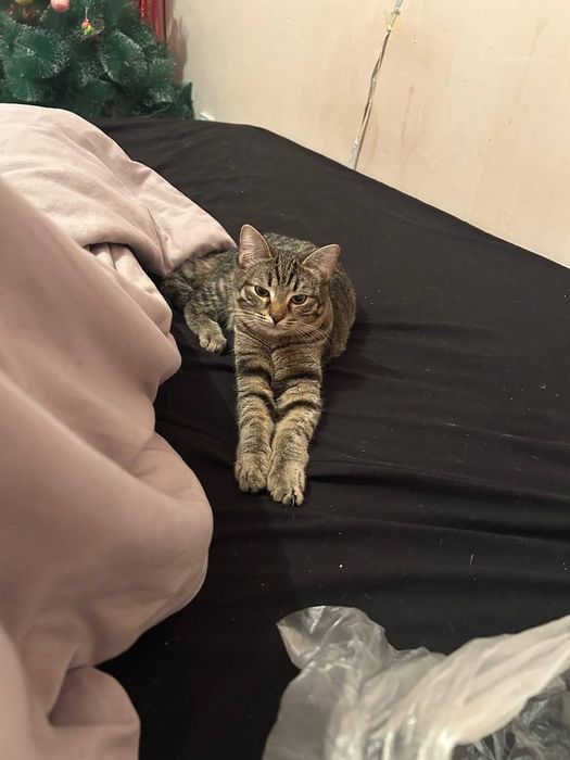 Отдам кошечку. Бесплатно