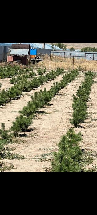 Продам сосны оптом и в розницу