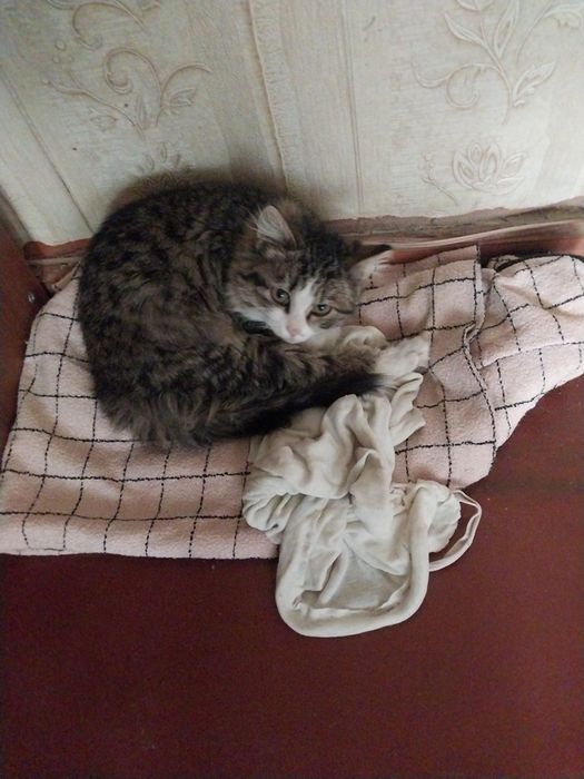 Отдам котёнка в добрые руки