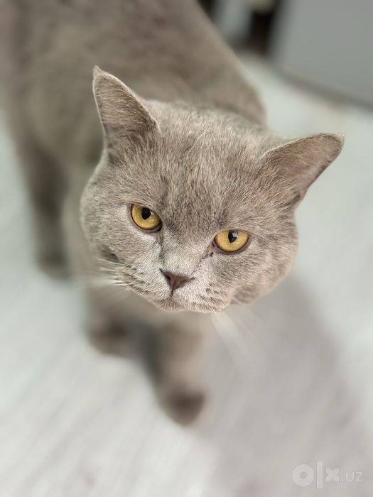 Умный Британский кот